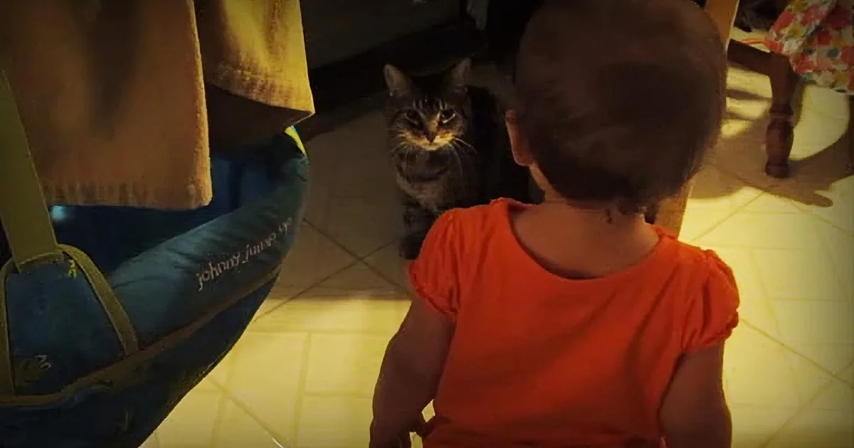 Dad Captures the Morning Routine Between His Daughter and the Cat -- It''s Beyond Adorable
