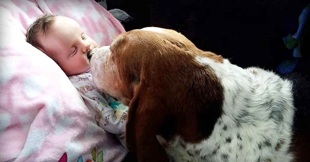 They Had to Say Goodbye to Their Baby Girl. What the Dogs Did Will Touch Your Heart