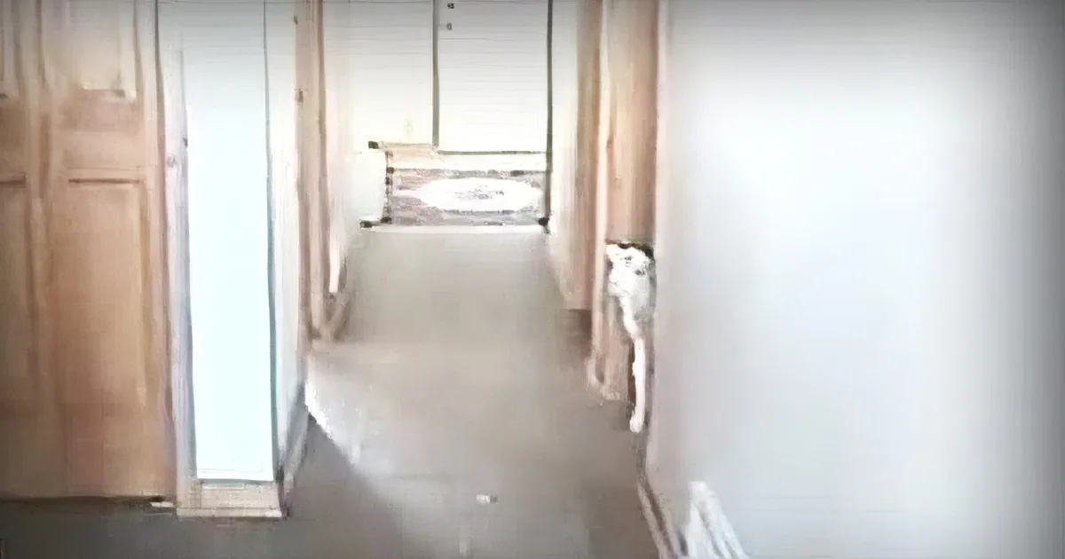 Lamb Finds Her Way Into a House. When Mom Calls His Name, His Reaction Has the Internet in Stitches