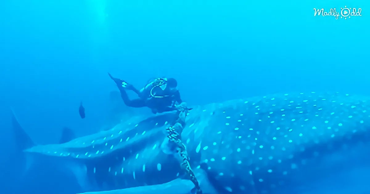 Diver Feels Something Touch His Hand, He Realizes It''s a Whale Shark, and It''s Trying to Tell Him Something