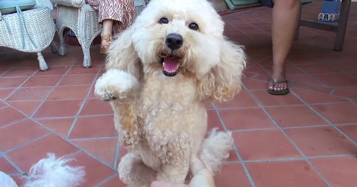 He Lets a Homeless Poodle Into His Car. Now Keep Your Eyes on the Dog''s Fur