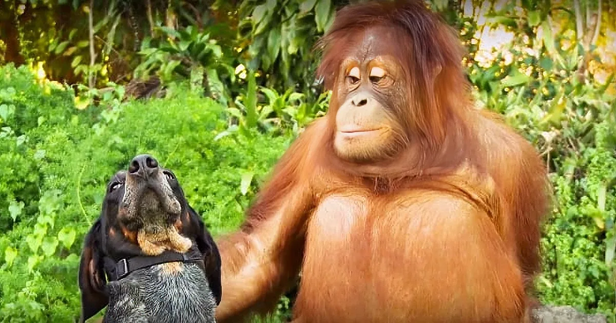 An orangutan and a dog are looking up at each other in a lush green forest.