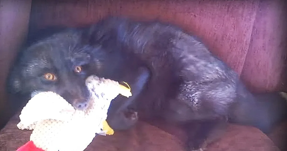 Whenever His Human Approaches This Black Fox, He Proceeds to Break Into Hysterical Laughter