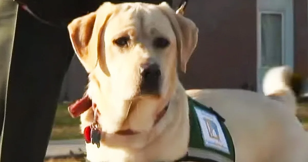 A light-colored dog wearing a green vest stands outdoors, looking slightly to the side.