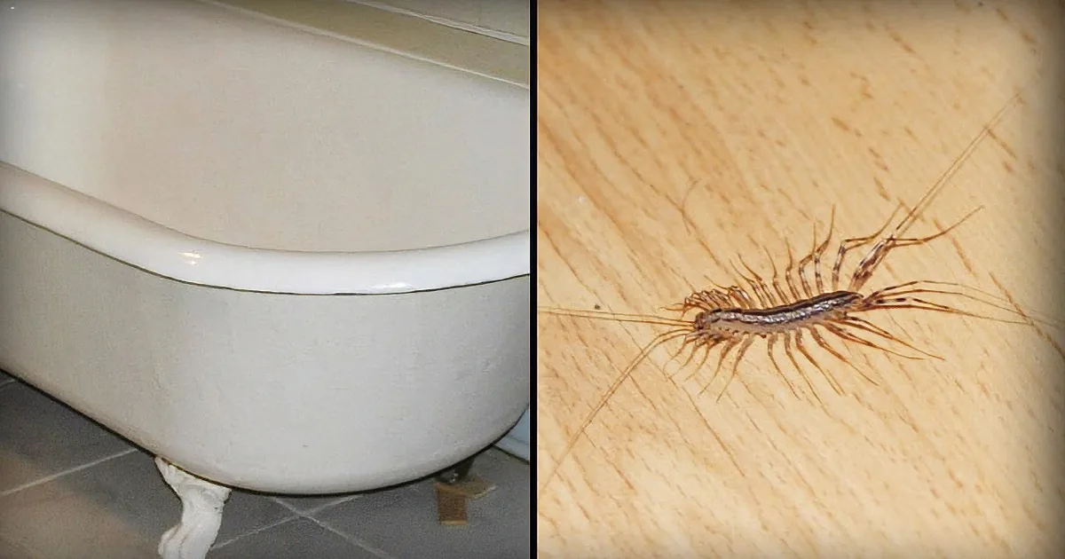 A centipede with long legs is crawling on a wooden surface next to a white bathtub.