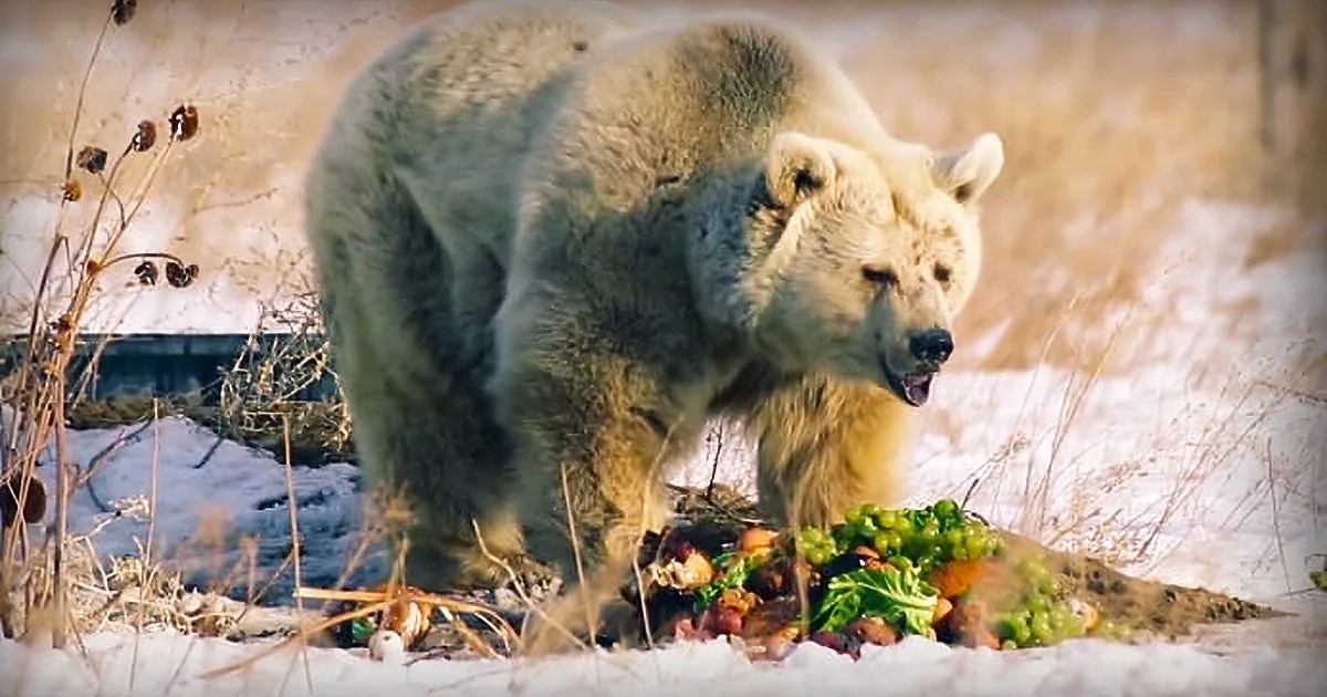 Bear Was Held Captive for Over 30 Years, Has Priceless Reaction When She''s Finally Set Free