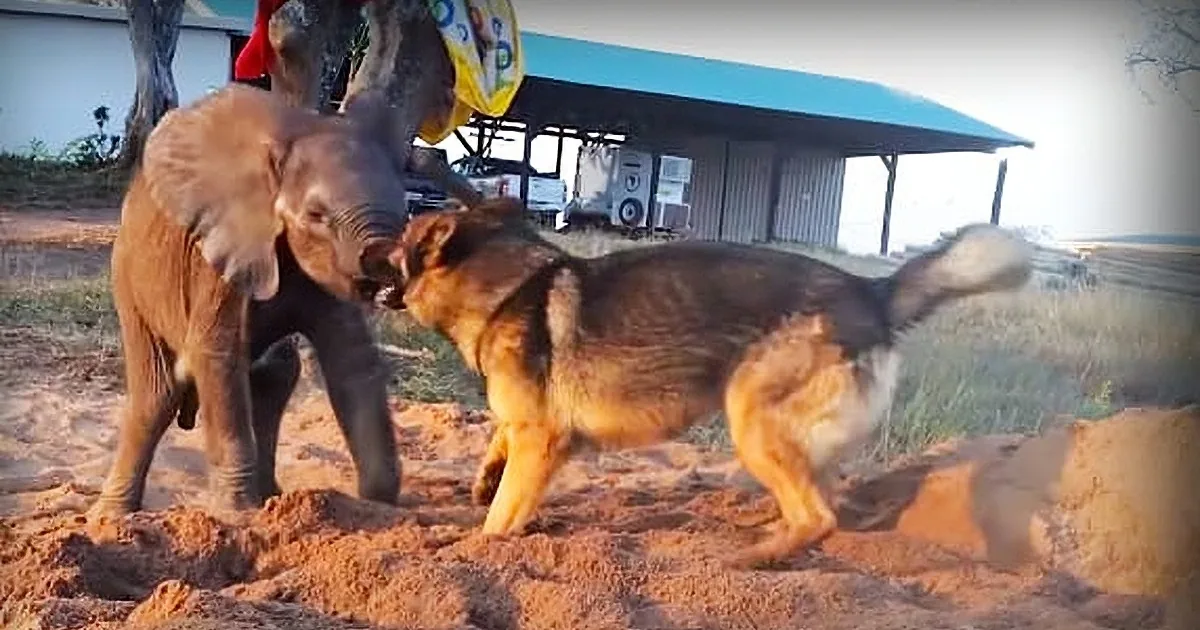 Baby Elephant Is Depressed After Herd Leaves Him to Die. His Life Is Saved by Unexpected Friend