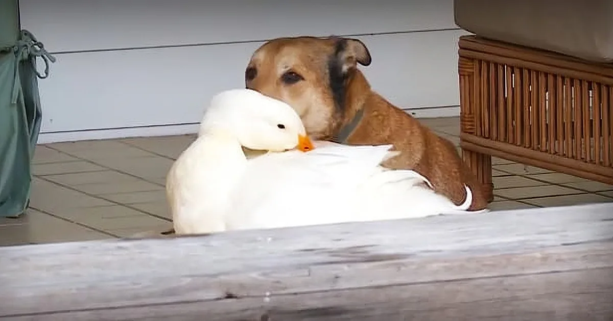 Dog Depressed and Heartbroken After His Best Friend Died. See What a Duck Does to Cheer Him Up