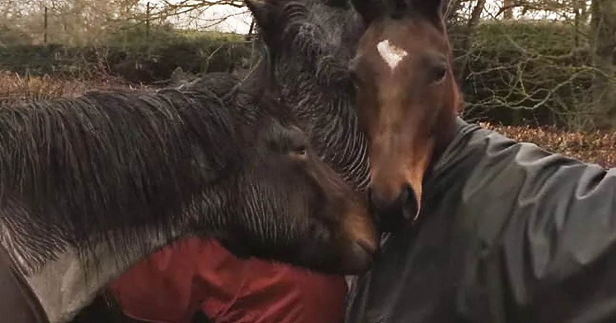 Over Four Years Later, This Horse Is Reunited With Some of His Old Friends
