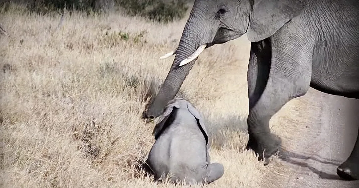 Cute Baby Elephant Throws a Roadside Temper Tantrum. Mom Knows Exactly How to Handle It