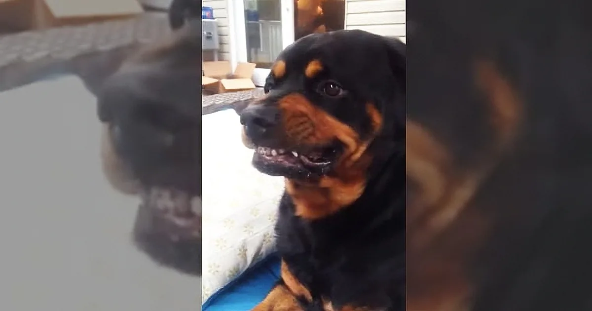 A Rottweiler dog with a black and brown coat is sitting on a couch, looking to the side with a curious expression.