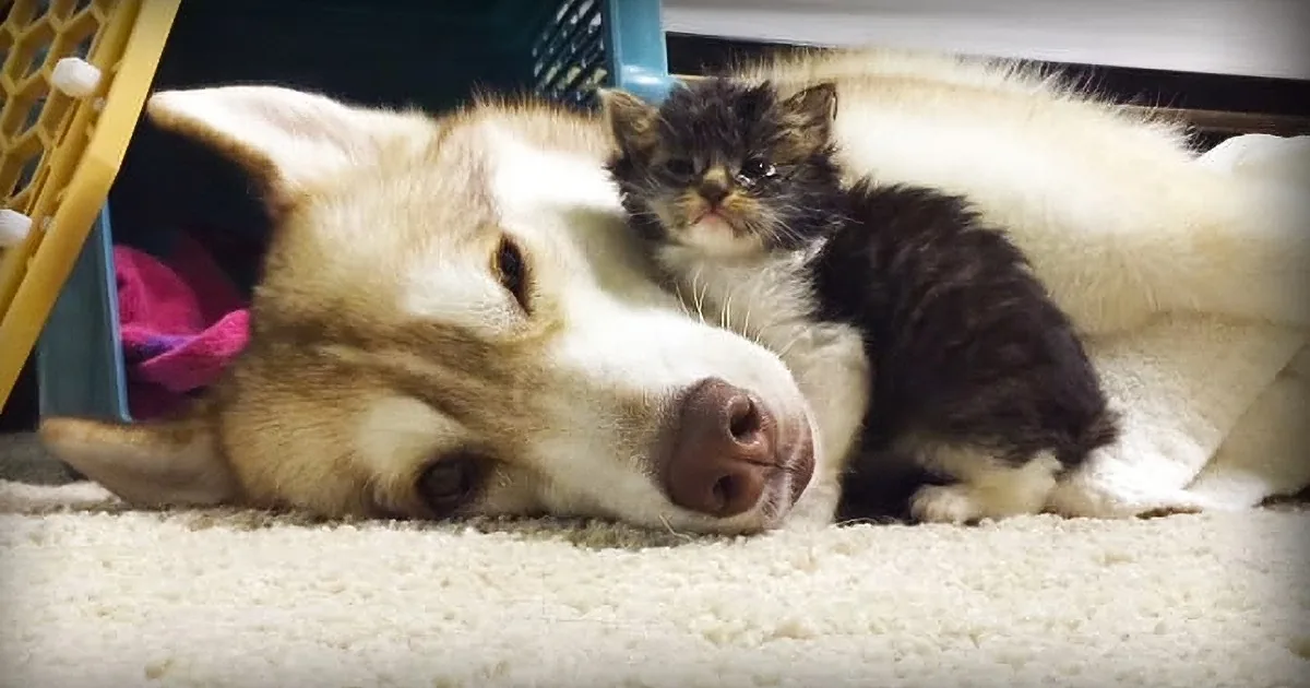 They Thought This Kitten Was Going to Die, but Then She Met a Husky and Everything Changed