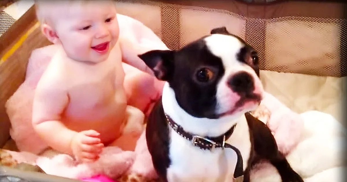 A baby and a black-and-white puppy are sitting together in a playpen, looking at each other.