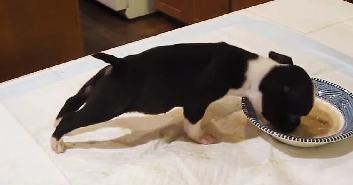 Boston Terrier Puppy Is Eating His Dinner When the Most Adorable Thing Happens