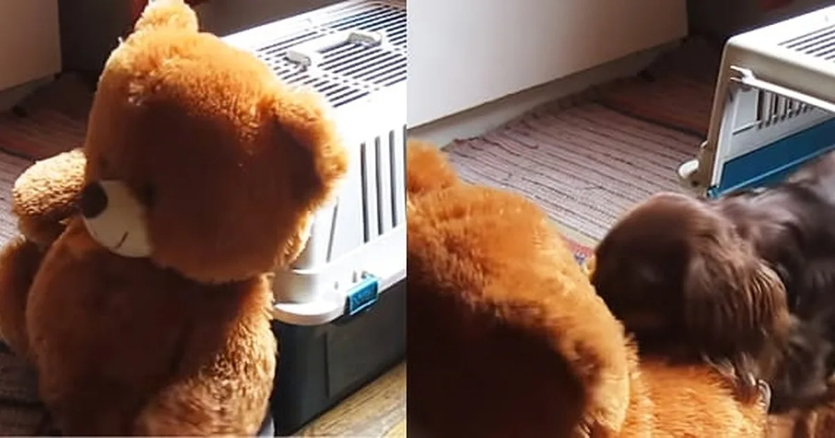 This Little Pooch Just Won''t Go to Bed Without His Beloved Teddy Bear!