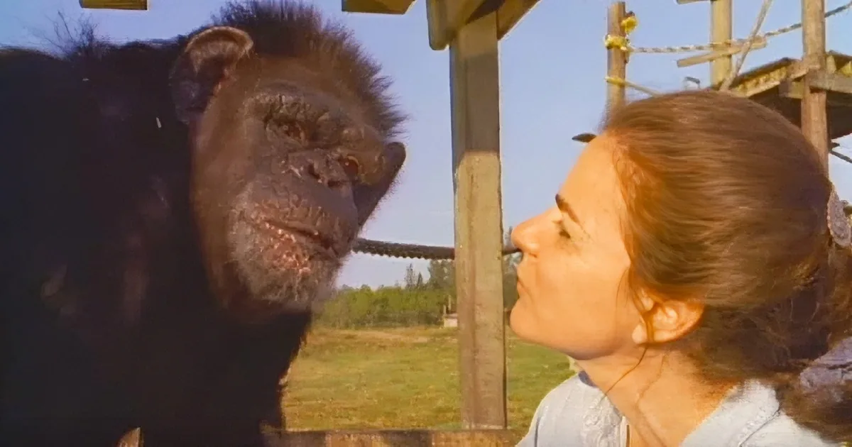 A chimpanzee and a woman are interacting closely, with the woman leaning in towards the chimp.