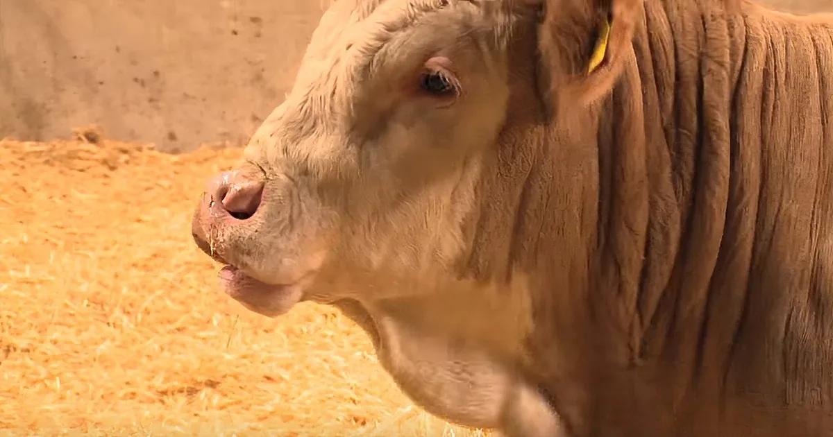 A close-up of a light brown cow with a yellow tag on its ear, standing on straw.