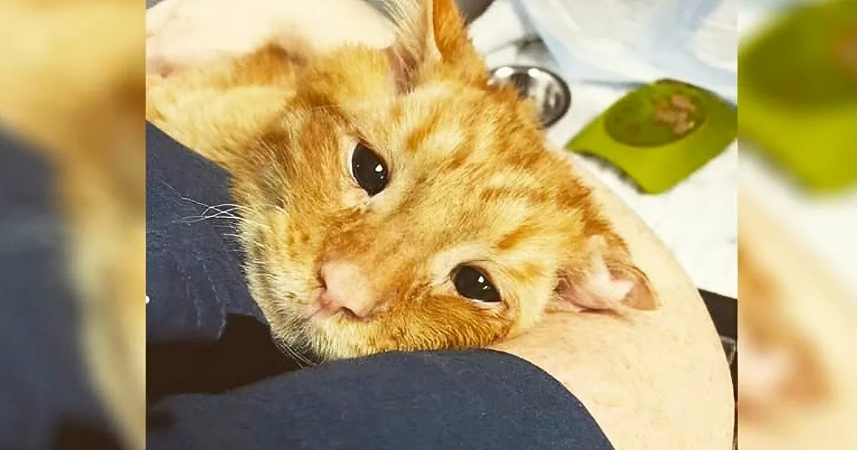 An orange tabby cat with a white patch on its face is lying down, looking up with a curious expression.