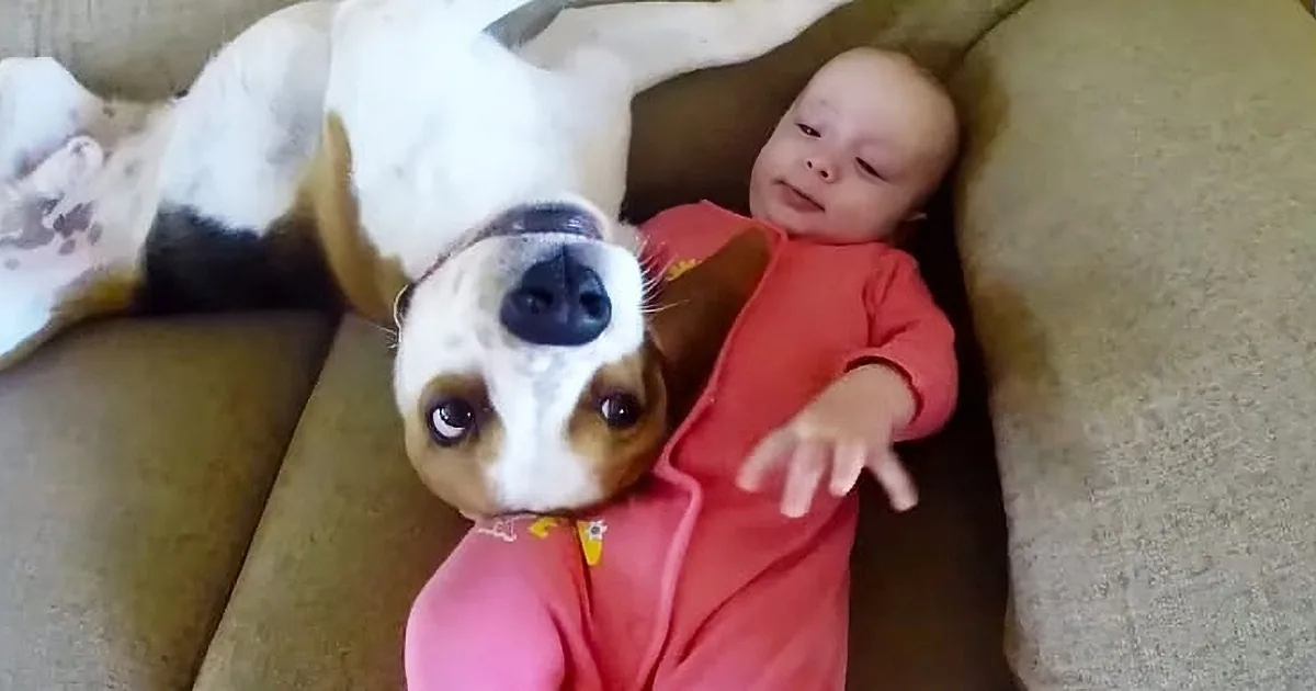 A baby in pink pajamas lies on a couch next to a large white and brown dog.