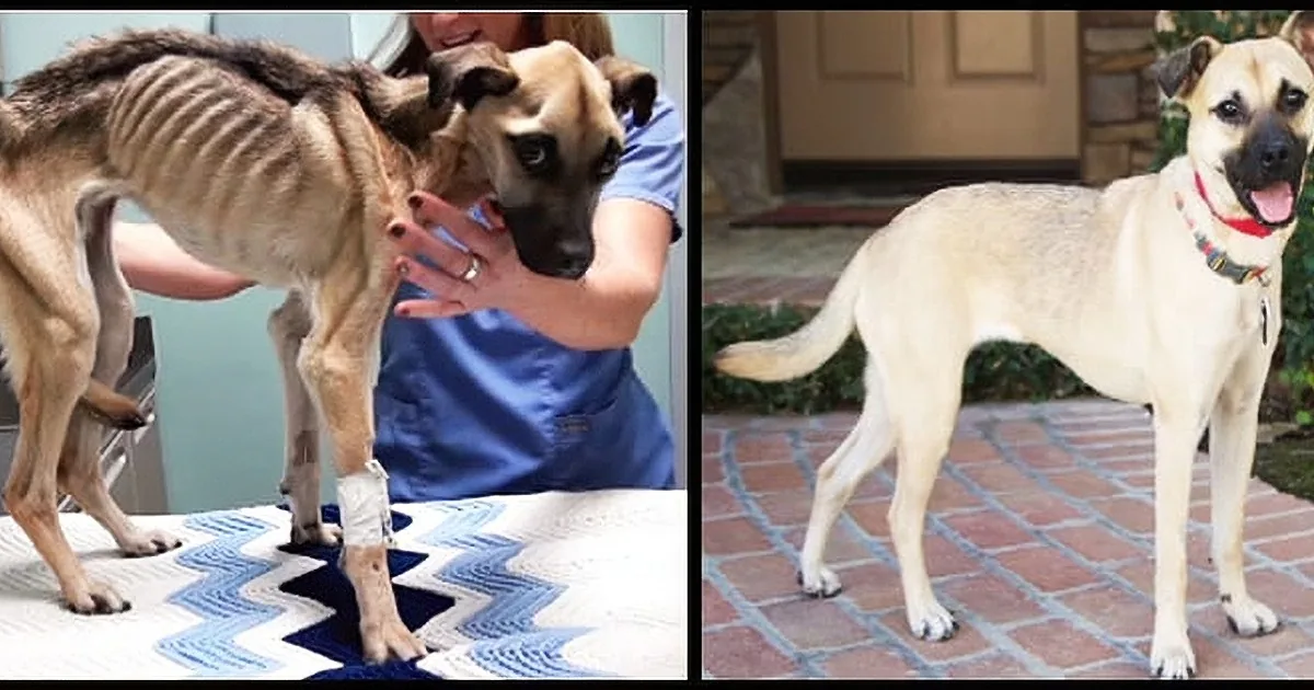 She Stares Into the Eyes of a Dying Dog. What Follows Seconds Later Is a Miracle!