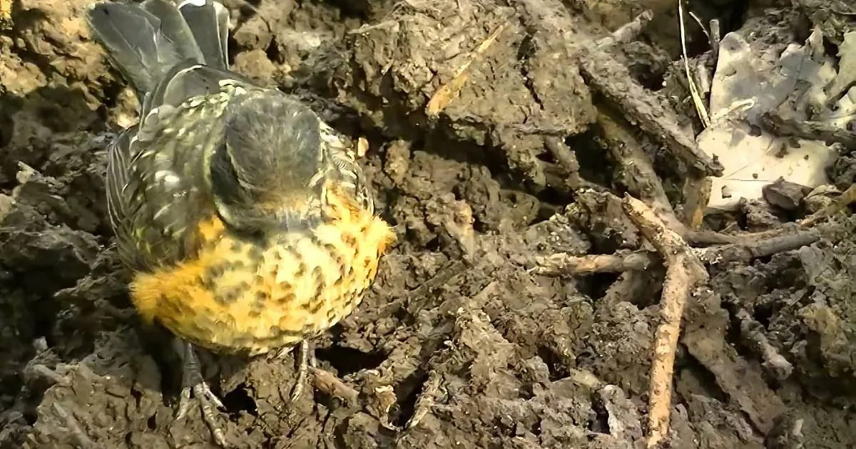 A bird with orange and black feathers is standing on a patch of dry, cracked soil.