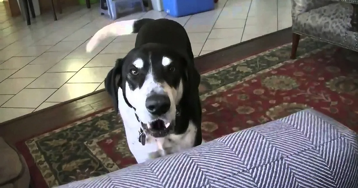 A black and white dog with a white patch on its face is looking up, standing on a patterned rug.