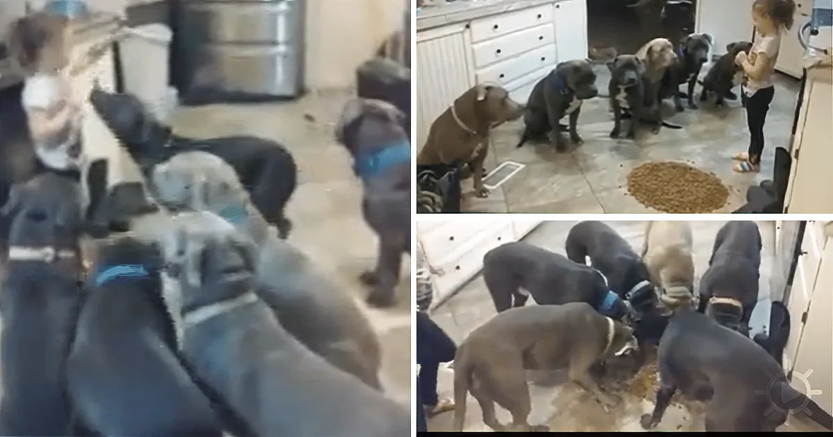 A group of dogs, possibly pit bulls, are gathered around a food bowl in a kitchen setting.