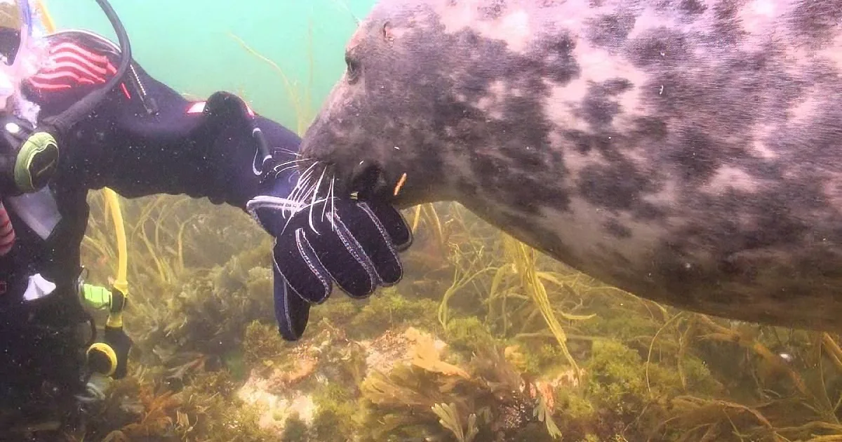 A diver in scuba gear interacts closely with a seal underwater amidst aquatic plants.