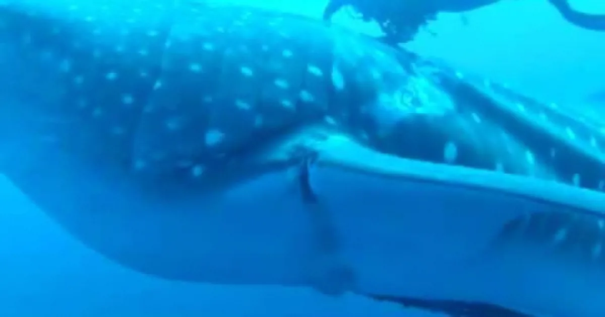 Diver Doesn''t Understand What a Gigantic Shark Wants, but Soon Gets to Help Out