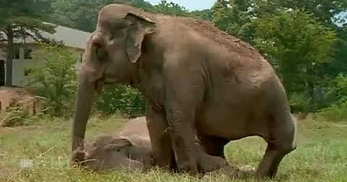 A large elephant stands in a grassy area with a smaller elephant lying down nearby.