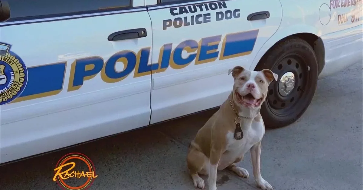 Pit Bull Chained Outside in the Snow Cries for Help -- Now Check out Her Unlikely New Job