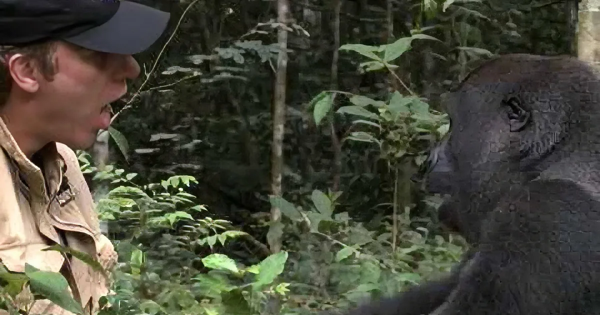 Years After He Raised Gorilla Their Eyes Meet in the Wild -- Ignoring Warnings, He Gets Close