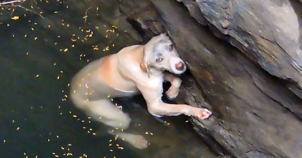 Drowning Dog Desperately Hangs on for Dear Life -- Now Watch When She Sees the Rescuers