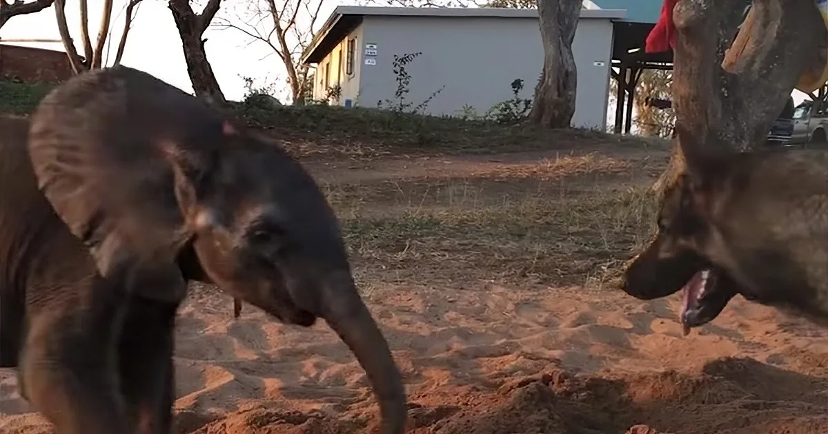 Baby Elephant Abandoned by His Herd Is Depressed Until He Meets a Highly Unlikely Friend