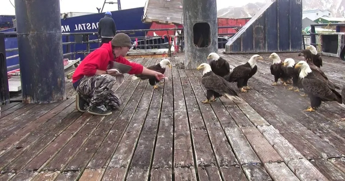 A person in a red jacket feeds a group of bald eagles on a wooden dock.