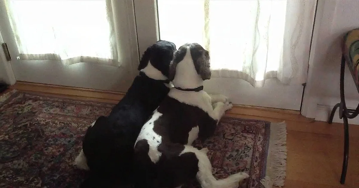 She Set up a Hidden Camera to See What Her Dogs Do When She''s out. Mom Got Quite a Surprise