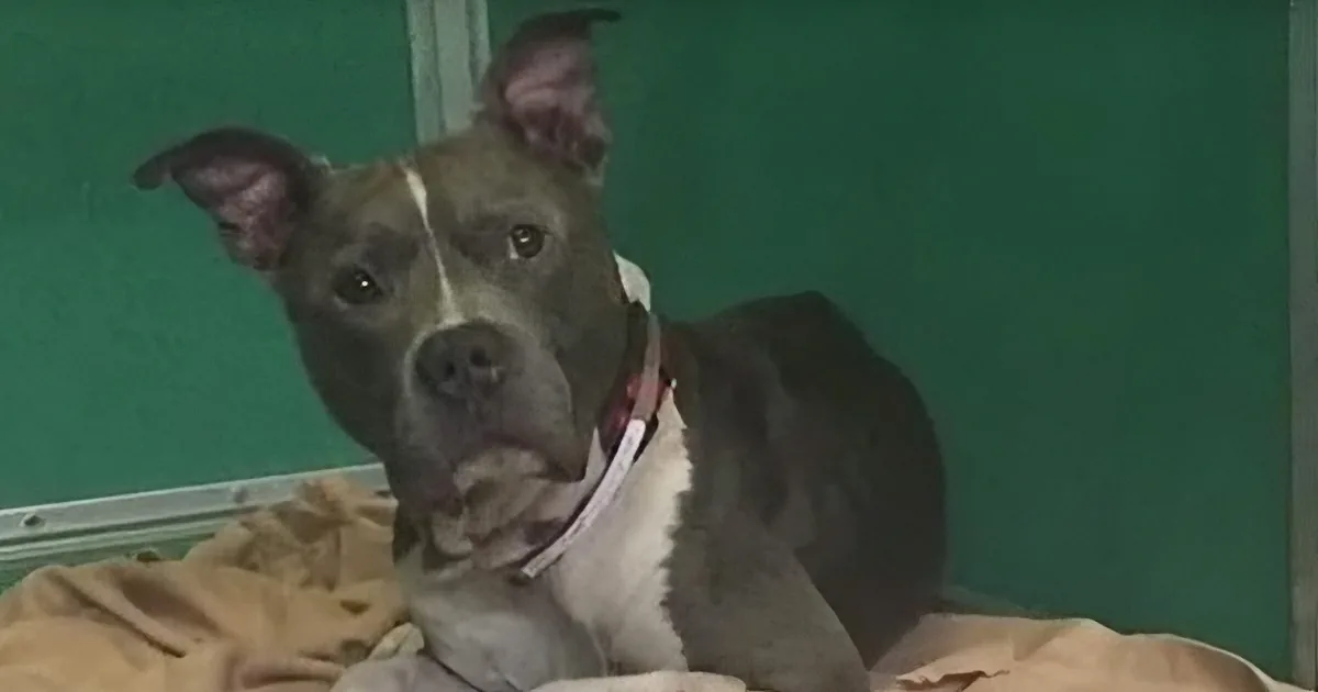 He Posted a Photo of His Missing Dog, What Was Sent to His Inbox Made Him Run to the Door