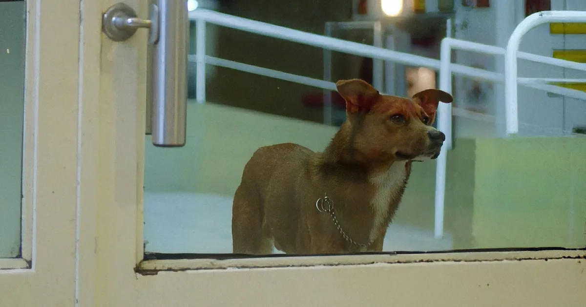 Dog Watches Helplessly When Owner Falls Ill. an Unexpected Turn Is Bringing Thousands to Tears