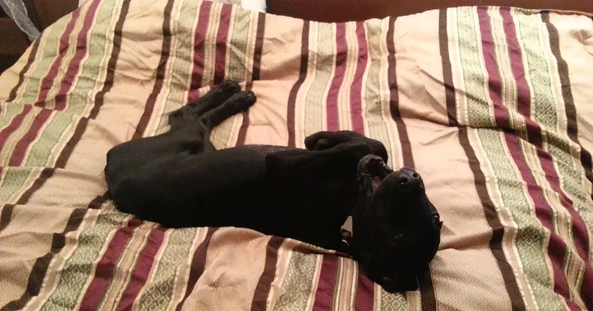 A black puppy lies on its back on a striped bedspread, looking up.