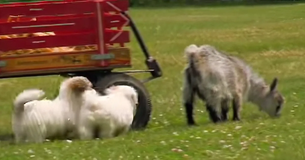 When This Tiny Goat Stared Down a Puppy, I Never Expected the Puppy to React Like This