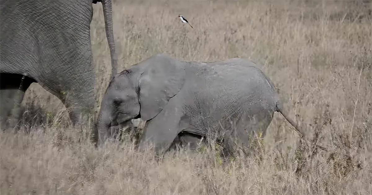 Adorable Baby Elephant Throws a Temper Tantrum by the Road: Mom Knows Exactly How to Handle It