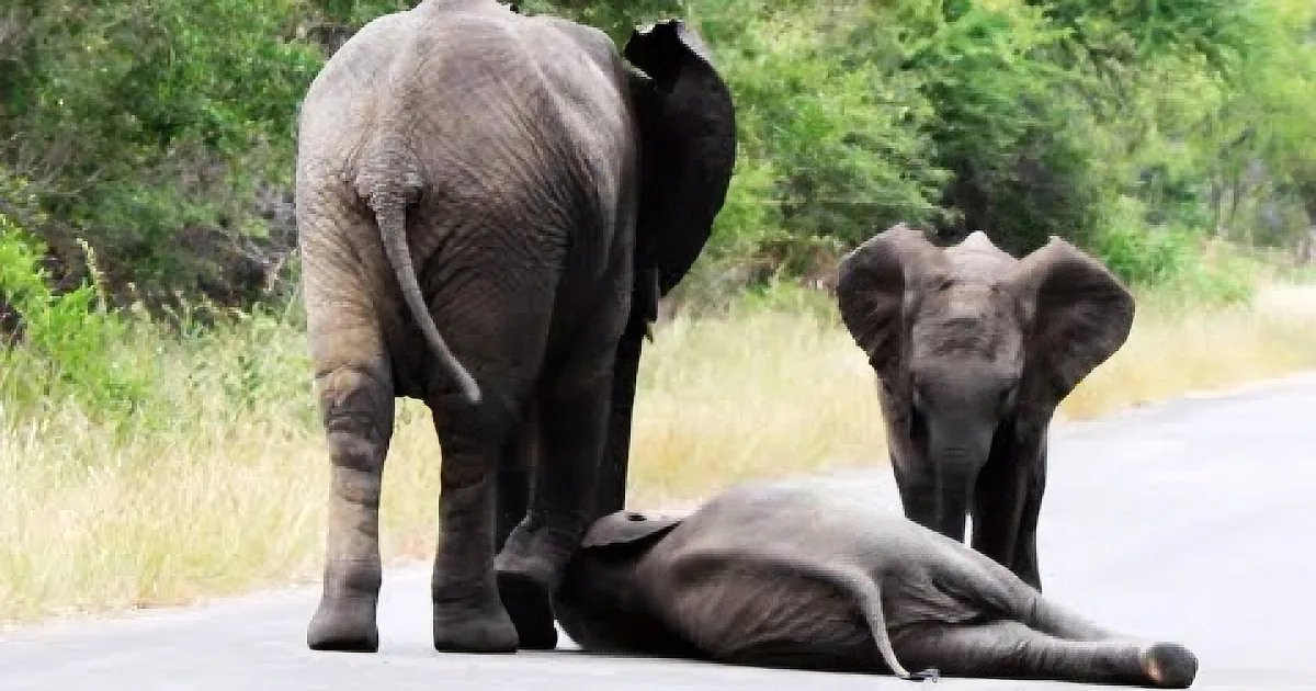 An adult elephant stands over a baby elephant lying on the road, surrounded by greenery.