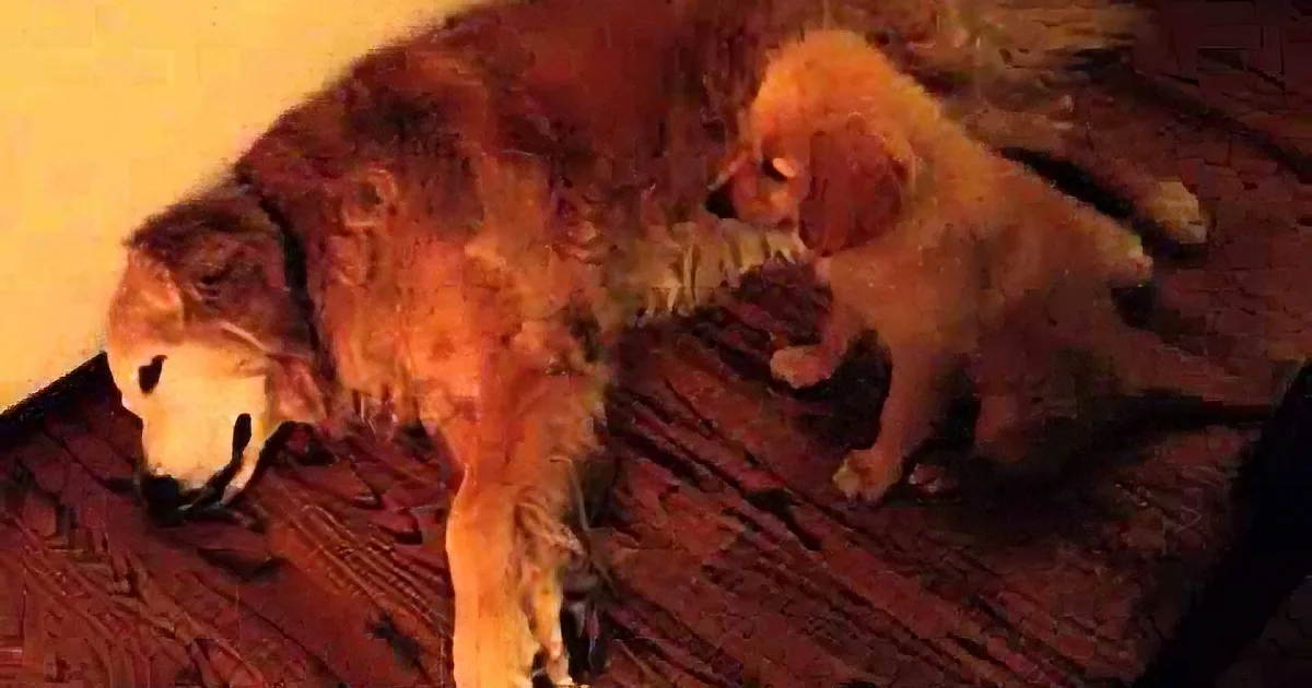 When an Older Dog Was Having a Nightmare, a Puppy Knew Just How to Comfort Him