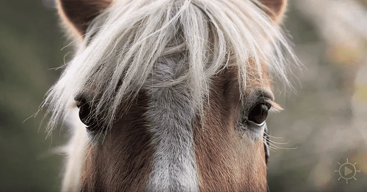 The Dark Side of the Thoroughbred Horse Breeding Industry: ''Throwaway'' Foals
