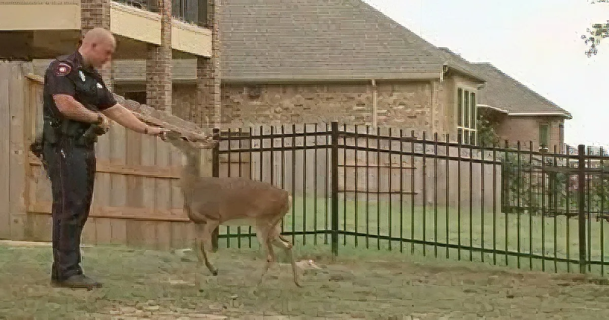 Deer Appears in Backyard and Seems to Ask for Help but That Is Just the Beginning