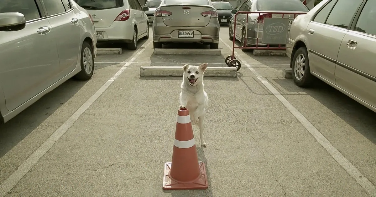 Man Gives Food to a Stray Dog and Is Repaid With the Most Amazing Karma