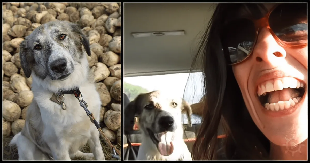 A dog with a white and gray coat sits on a pile of rocks, while another dog with a white coat and black spots sits in a car.