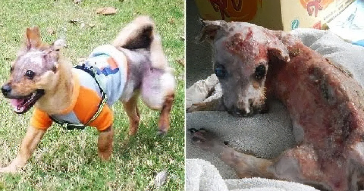 A dog before and after severe neglect, highlighting the impact of abuse on animals.