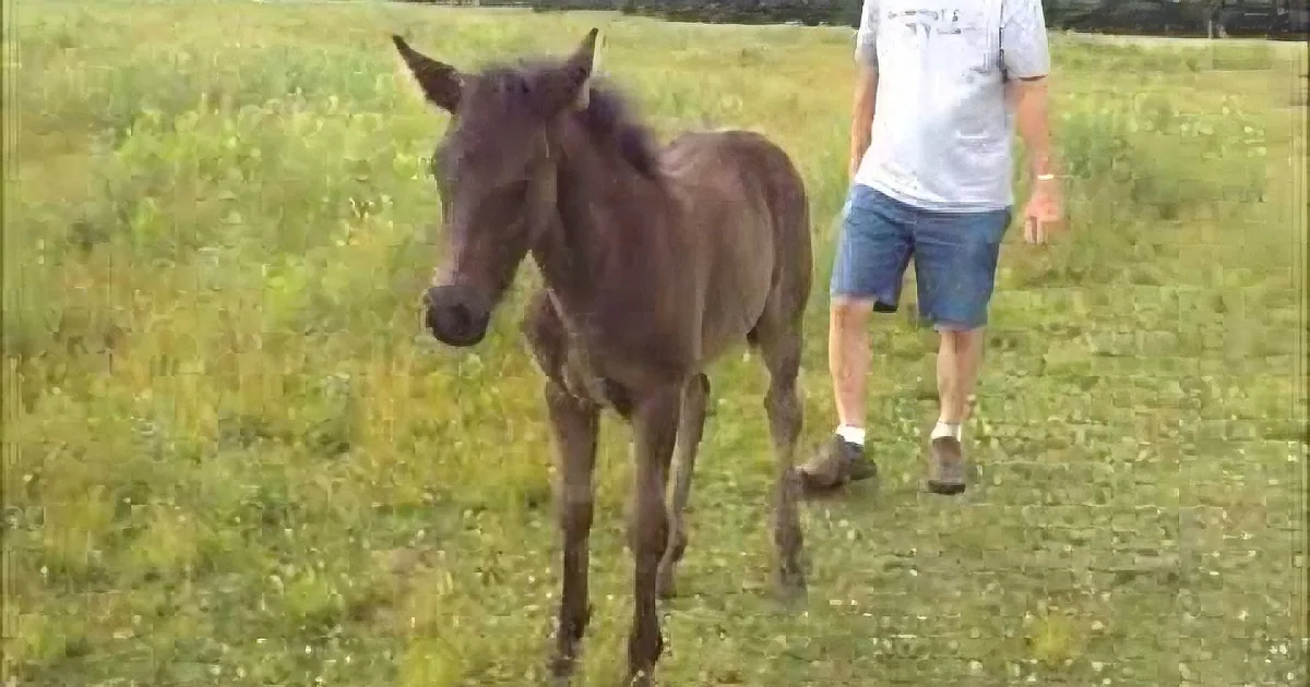 Young Horse Gets Cranky When He Stops Petting Her. Her Revenge? You Won''t Stop Laughing!