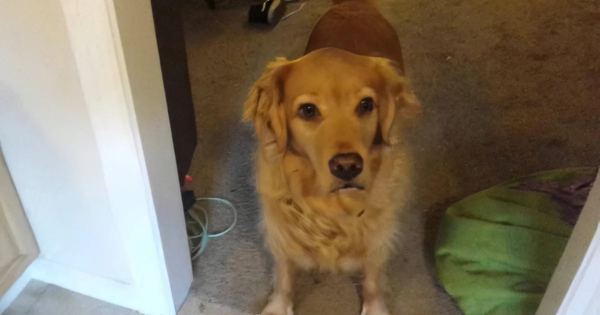 A golden retriever sits on a carpeted floor, looking directly at the camera.
